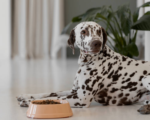 What Does Grain Free Dog Food Really Mean?