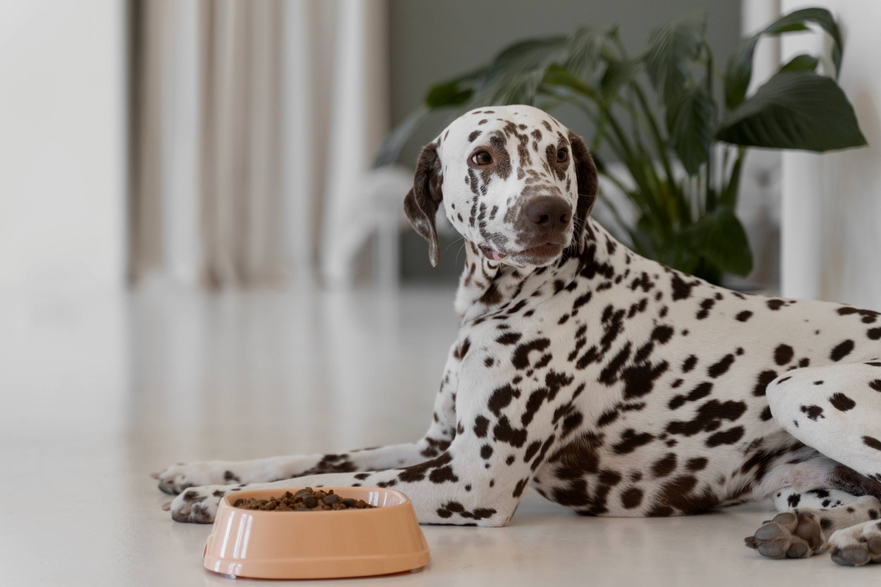 What Does Grain Free Dog Food Really Mean?