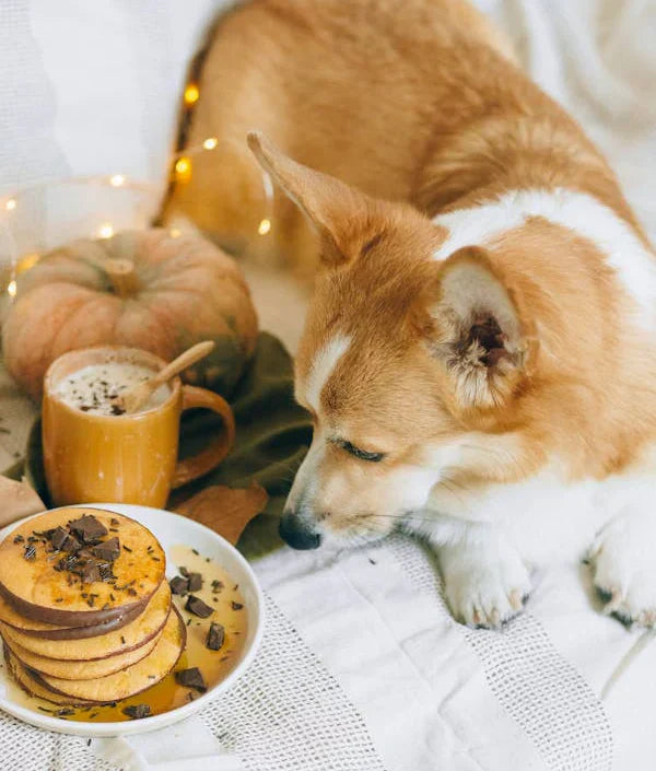 The Top 5 Homemade Healthiest Dog Treats (And How to Make Them!)