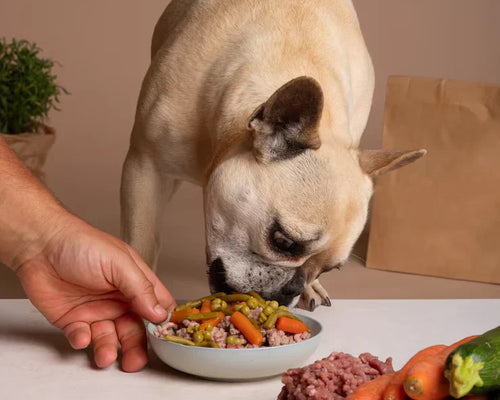 Introducing WholeBuddy's Peptide+: The Next Generation of Dog Nutrition
