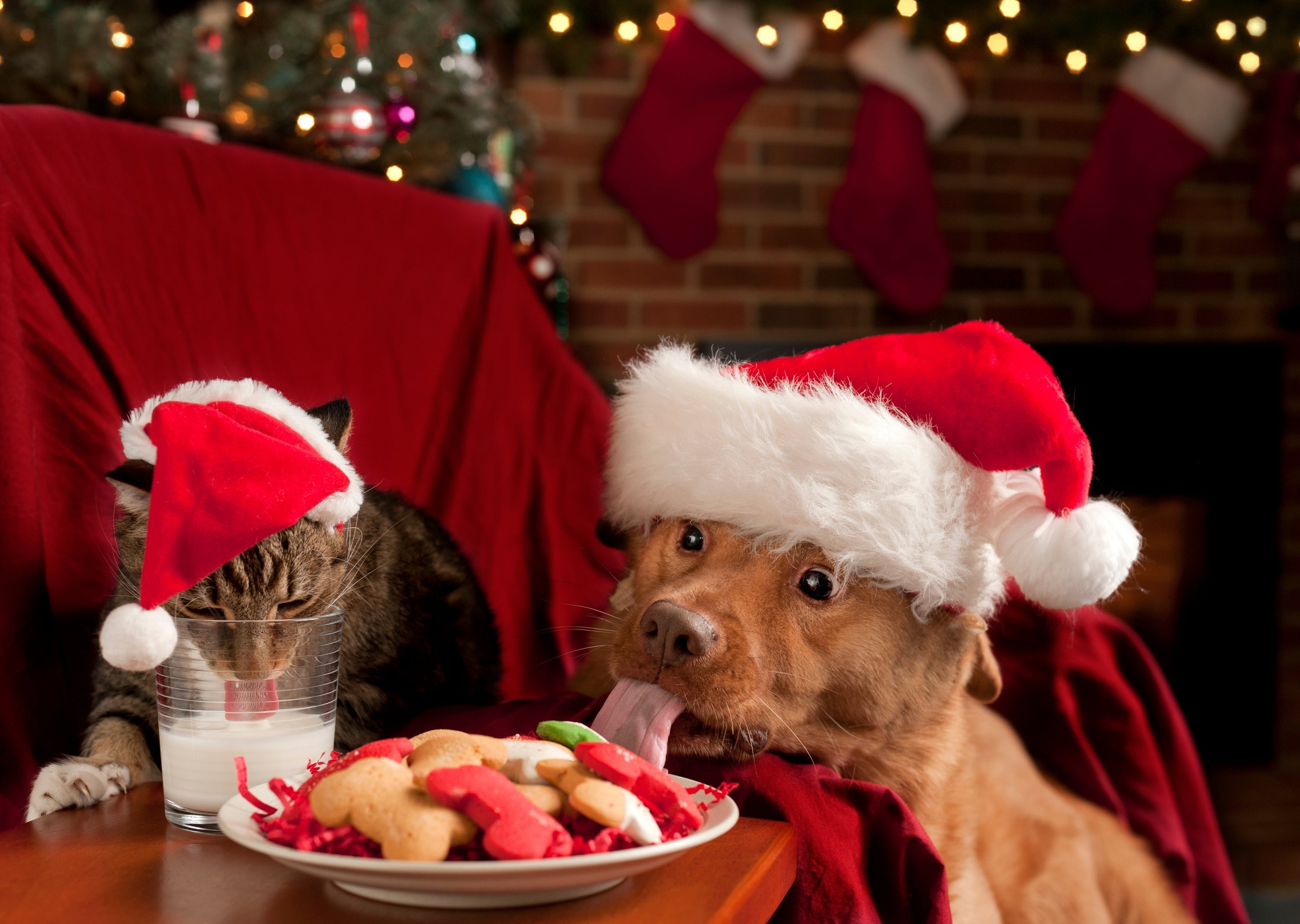 Keep Your Pets Safe This Christmas: Festive Foods to Avoid
