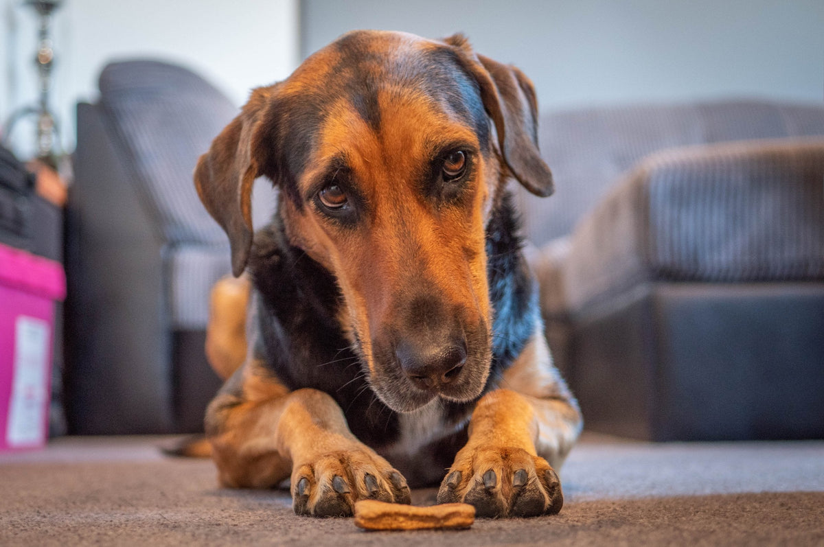 Dog lying on the carpet looking at a homemade dog biscuit