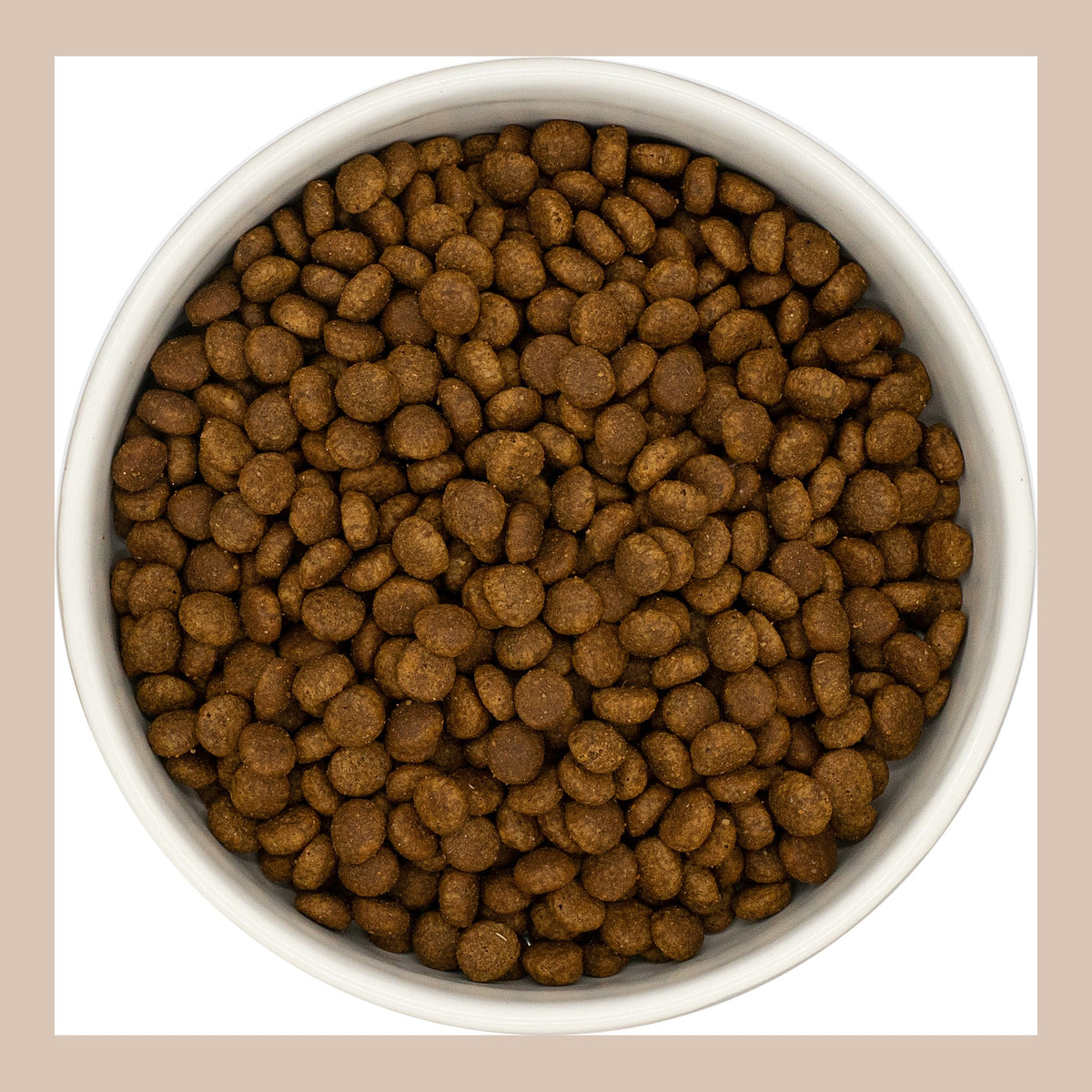 Bowl of WholeBuddy Connoisseur Kitten Turkey & Chicken kibble