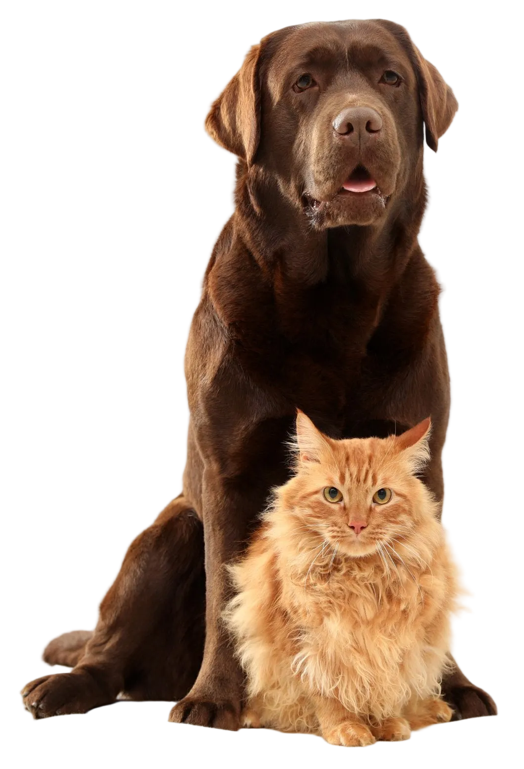 Chocolate Labrador sitting with a fluffy ginger cat in front of him, both looking at the camera